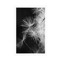 POSTER DETAIL OF A DANDELION IN BLACK AND WHITE - BLACK AND WHITE - POSTERS