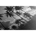 CANVAS PRINT OF COCONUT PALMS ON THE BEACH IN BLACK AND WHITE - BLACK AND WHITE PICTURES{% if product.category.pathNames[0] != product.category.name %} - PICTURES{% endif %}