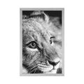 POSTER LION CUB IN BLACK AND WHITE - BLACK AND WHITE - POSTERS