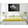 CANVAS PRINT DELICATE LOTUS FLOWER IN BLACK AND WHITE DESIGN - BLACK AND WHITE PICTURES - PICTURES