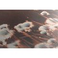 CANVAS PRINT COTTON GRASS - PICTURES OF NATURE AND LANDSCAPE - PICTURES