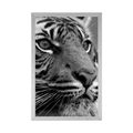 AFFICHE DE TIGRE DU BENGALE EN NOIR ET BLANC - NOIR ET BLANC - AFFICHES