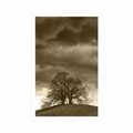 POSTER SEPIA LONELY TREES - BLACK AND WHITE - POSTERS