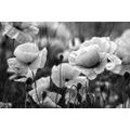 WALL MURAL BLACK AND WHITE FIELD OF WILD POPPIES - BLACK AND WHITE WALLPAPERS - WALLPAPERS