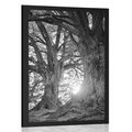 POSTER MAJESTIC TREES - BLACK AND WHITE - POSTERS