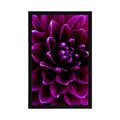 POSTER PURPURROTE-LILA BLUME - BLUMEN - POSTER