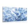 CANVAS PRINT HYDRANGEA FLOWERS IN A BLUE-WHITE SHADES - PICTURES FLOWERS - PICTURES