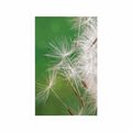 POSTER DANDELION SEED - FLOWERS - POSTERS