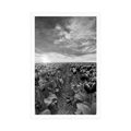 POSTER SUNRISE OVER A MEADOW WITH TULIPS IN BLACK AND WHITE - BLACK AND WHITE - POSTERS