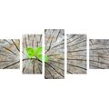 5-PIECE CANVAS PRINT BIRTH OF A NEW LIFE - STILL LIFE PICTURES - PICTURES