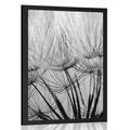 POSTER DANDELION SEEDS IN BLACK AND WHITE - BLACK AND WHITE - POSTERS