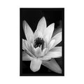 POSTER BLACK AND WHITE WATER LILY - BLACK AND WHITE - POSTERS