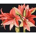 FESTÉS SZÁM SZERINT AMARYLLIS VIRÁGAI - VIRÁGOK - FESTÉS SZÁM SZERINT