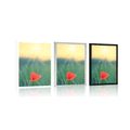 POSTER MOHNBLUME IM GRAS - BLUMEN - POSTER