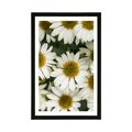 POSTER WITH MOUNT MEDICINAL CHAMOMILE FLOWERS - FLOWERS - POSTERS