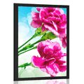 POSTER CARNATION FLOWER - FLOWERS - POSTERS