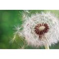 SELF ADHESIVE WALL MURAL BEAUTIFUL DETAIL OF A DANDELION - SELF-ADHESIVE WALLPAPERS - WALLPAPERS