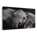 OBRAZ SLONÍ MLÁDĚ V DETAILU - OBRAZY SLONI - OBRAZY