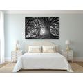 CANVAS PRINT BLACK AND WHITE MAJESTIC TREES - BLACK AND WHITE PICTURES - PICTURES