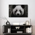 WANDBILD NIEDLICHER PANDA IN DER NATUR - BILDER TIERE - BILDER
