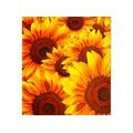 PHOTO WALLPAPER SUNFLOWER - WALLPAPERS FLOWERS - WALLPAPERS