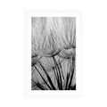 POSTER WITH MOUNT DANDELION SEEDS IN BLACK AND WHITE - BLACK AND WHITE - POSTERS