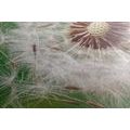 CANVAS PRINT DANDELION SEEDS - PICTURES FLOWERS - PICTURES