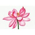CANVAS PRINT WATERCOLOR LOTUS FLOWER - PICTURES FLOWERS{% if product.category.pathNames[0] != product.category.name %} - PICTURES{% endif %}