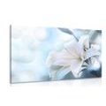 PICTURE WHITE LILY FLOWER ON AN ABSTRACT BACKGROUND - PICTURES FLOWERS{% if kategorie.adresa_nazvy[0] != zbozi.kategorie.nazev %} - PICTURES{% endif %}