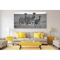 CANVAS PRINT THREE ZEBRAS IN THE SAVANNAH IN BLACK AND WHITE - BLACK AND WHITE PICTURES - PICTURES