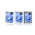 POSTER WITH MOUNT WILD BLUE FLOWERS - FLOWERS - POSTERS