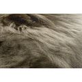 CANVAS PRINT AFRICAN LION IN SEPIA - BLACK AND WHITE PICTURES - PICTURES