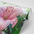 WALL MURAL PINK LILY IN BLOOM - WALLPAPERS FLOWERS - WALLPAPERS