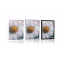 POSTER BEAUTIFUL DAISY - FLOWERS - POSTERS