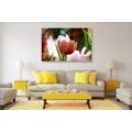 CANVAS PRINT MEADOW OF TULIPS IN RETRO STYLE - PICTURES FLOWERS - PICTURES