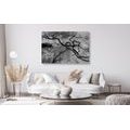 CANVAS PRINT SURREALISTIC TREES IN BLACK AND WHITE - BLACK AND WHITE PICTURES - PICTURES