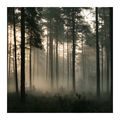 CANVASTAVLA MYSTISK SKOG I LÄTT DIMMA - TAVLOR MED SKOG - TAVLOR