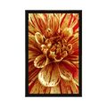 POSTER EXOTIC DAHLIA - FLOWERS - POSTERS