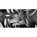 CANVAS PRINT LILY BLOSSOM IN BLACK AND WHITE - BLACK AND WHITE PICTURES - PICTURES