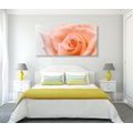 CANVAS PRINT PEACH ROSE - PICTURES FLOWERS - PICTURES