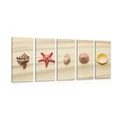 5-PIECE CANVAS PRINT SEASHELLS ON A SANDY BEACH - PICTURES OF NATURE AND LANDSCAPE - PICTURES