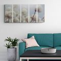 5-PIECE CANVAS PRINT ARCTIC COTTON FLOWERS - PICTURES FLOWERS - PICTURES