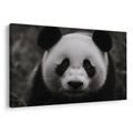 WANDBILD NIEDLICHER PANDA IN DER NATUR - BILDER TIERE - BILDER