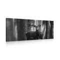 CANVAS PRINT DEER IN THE FOREST IN BLACK AND WHITE - BLACK AND WHITE PICTURES - PICTURES