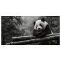 WANDBILD RUHIGER PANDA IN DER NATUR - BILDER TIERE - BILDER