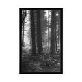 POSTER SUNLIT FOREST IN BLACK AND WHITE - BLACK AND WHITE - POSTERS