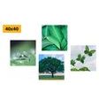 CANVAS PRINT SET NATURE FULL OF GREENERY - SET OF PICTURES - PICTURES