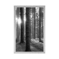 POSTER SONNIGER MORGEN IM WALD IN SCHWARZ-WEISS - SCHWARZ-WEISS - POSTER