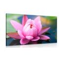 CANVAS PRINT BEAUTIFUL PINK FLOWER ON A LAKE - PICTURES FLOWERS{% if product.category.pathNames[0] != product.category.name %} - PICTURES{% endif %}