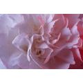 CANVAS PRINT CARNATION PETALS - PICTURES FLOWERS{% if product.category.pathNames[0] != product.category.name %} - PICTURES{% endif %}